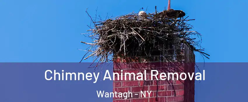Chimney Animal Removal Wantagh - NY
