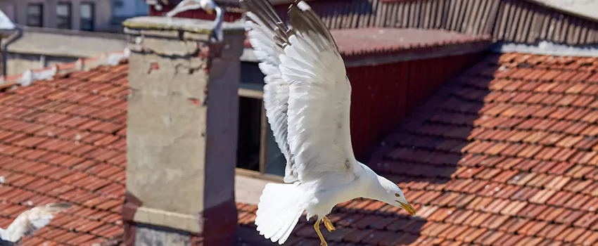 Residential Chimney Animal Removal Solution in Wantagh, NY