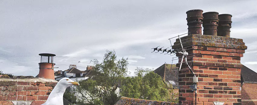 Chimney Cleaning And Restoration in Wantagh, New York